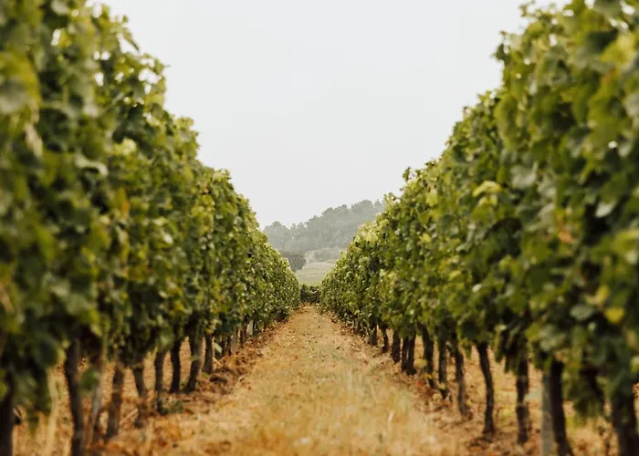 Maison d'hôtes Du Château Le Conte Au Coeur Du Vignoble De Emilion Saint-Émilion