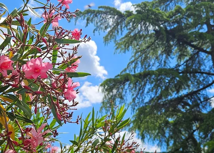 D'hote & Chateau Le Conte - Emilion Gæstehus 4*