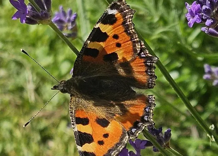 D'hote & Chateau Le Conte - Emilion 4*